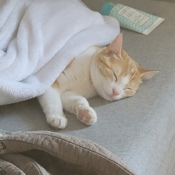 Meet your Posher, Brandy - Picture 3 of 4